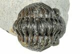 Enrolled Phacopid (Adrisiops) Trilobite - Jbel Oudriss, Morocco #249716-3